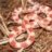 my corn snake rizla